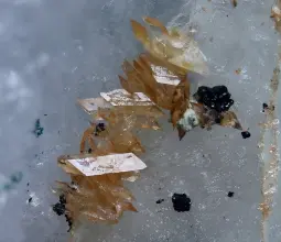 гюролит
